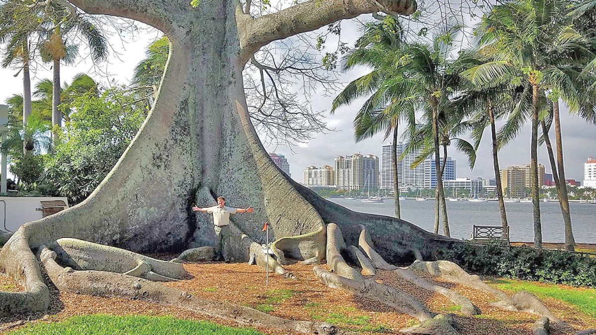 giant kapok tree