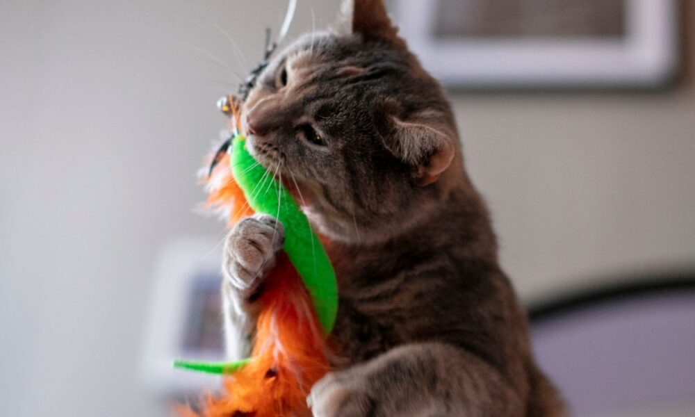 Cat in the Chrysalis Spoiler