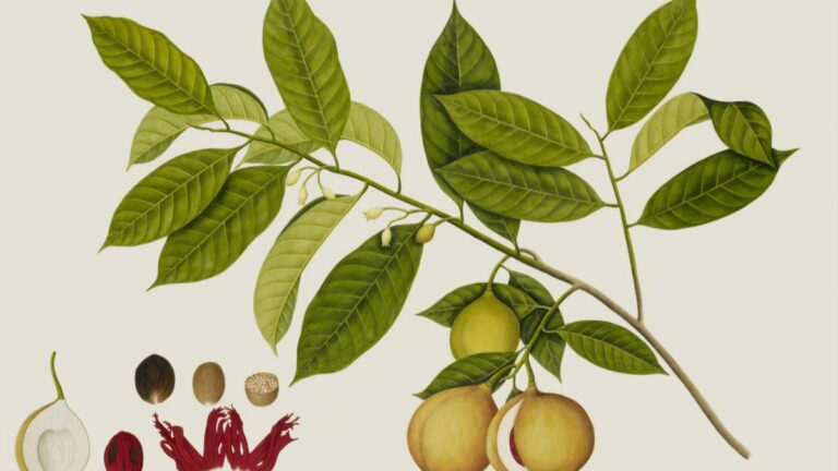 Discovering the Artistic Brilliance of Derpixon: A Deep Dive into their