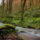 streameast