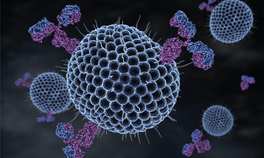 Custom Antibodies vs. Standard Antibodies: Key Differences