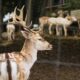 Exploring zooskoon: A Deep Dive into the World of Enchanted Wildlife Exploring zooskoon: A Deep Dive into the World of Enchanted Wildlife