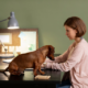 Pet Parent Guilt: Balancing Work Demands and Your Dog's Wellbeing