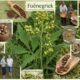 Foenegriek: Exploring Its Origins, Health Benefits, and Everyday Uses