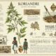 Koriandri: History, Uses, and Cultural Significance